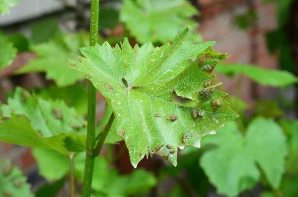 Antracnosi Elsinoe Ampelina Una Malattia Fungina Della Vite Con Macchie — Foto Stock