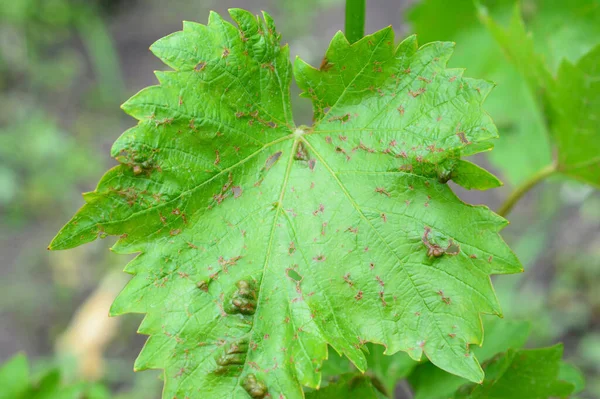 Een Close Van Grapevine Anthracnose Ziekte Met Rode Vlekken Bladeren — Stockfoto