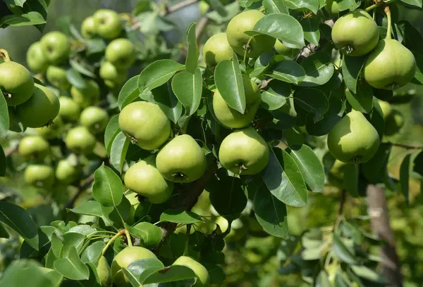 Καλλιέργεια Και Συγκομιδή Αχλαδιών Πολλά Πράσινα Μπιζέλια Ωριμάζουν Μια Αχλαδιά — Φωτογραφία Αρχείου