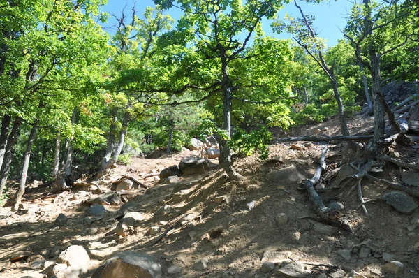 Wandelen Krim Bergen Eikenbomen Groeiend Rotsachtige Berghellingen Van Krim — Stockfoto