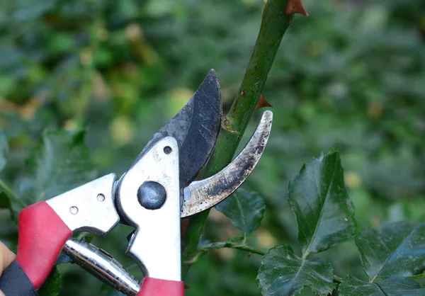 バラの世話を 剪定方法は バラを適切にカットします 鋭い剪定のあるバラの茎を45度の角度で切断するクローズアップ — ストック写真