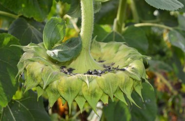 Ayçiçeği kabuğuyla olgunlaşmış bir ayçiçeği başı kuşların ve sincapların zarar görmüş ayçiçeği kabukları ve ayçiçeği böcekleri kavramının bir göstergesi olarak..