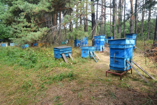 Μια Μικρή Μελισσοκομική Αυλή Πολλές Μπλε Κυψέλες Μέλισσες Που Μεταφέρονται — Φωτογραφία Αρχείου