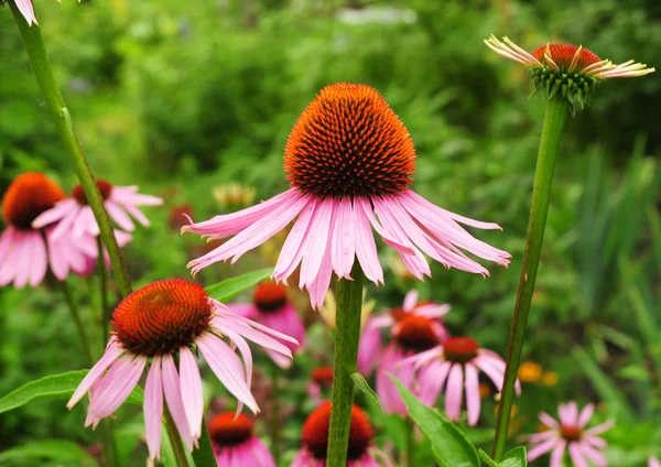 에키네시아 꽃입니다. Echinacea purpurea (동부 자주색 coneflower 또는 보라색 coneflower) 꽃 꽃. — 스톡 사진