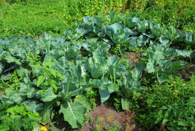 Organik tarım. Lahana bahçe yatak.