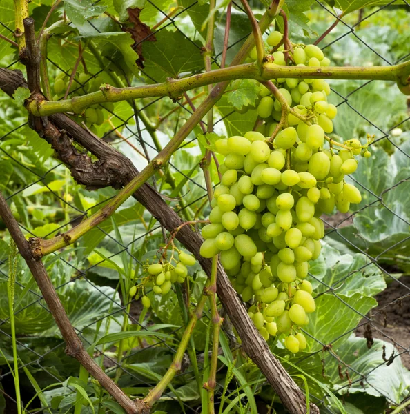 Bunches of green wine grapes hanging on the wine in late afternoon sun. Organic farming. — Stock Photo, Image