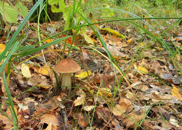 kahverengi kap boletus mantar