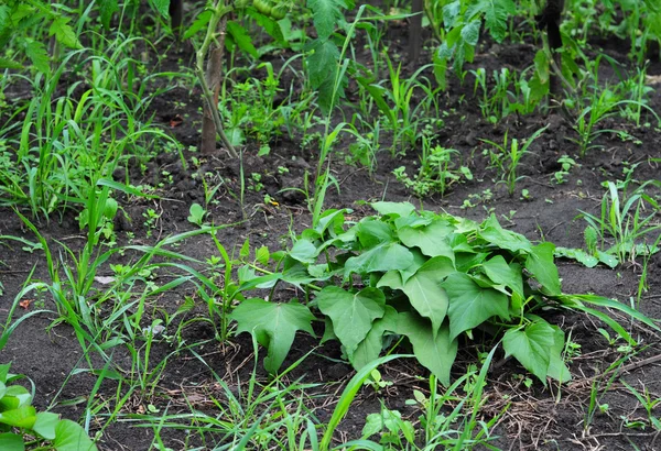 Cultivo de batatas ecológicas —  Fotos de Stock
