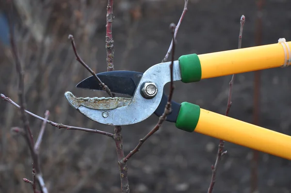 Schere schneidet Äste vom Baum, Frühjahrsschnitt — Stockfoto