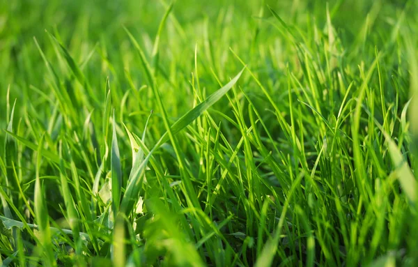 Nahaufnahme auf frischem grünen Gras Textur Hintergrund mit Sonnenlicht — Stockfoto