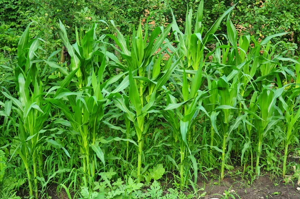 Organic farming. Growing organic corn, maize in the garden.