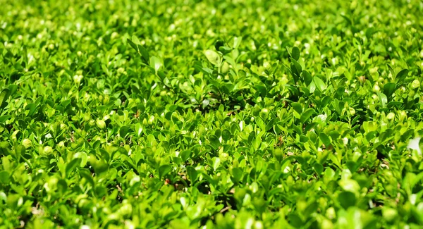 Grüne Blätter an Buxuszweigen mit Kopierraum — Stockfoto