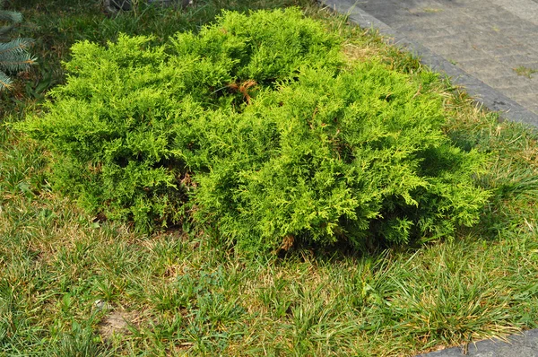 Bush Juniper Evergreen Coniferous Plant Scale Leaves Junipers Coniferous Plants — Stock Photo, Image
