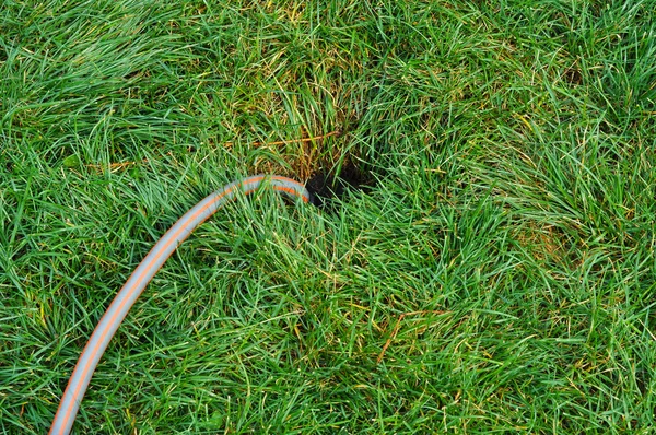 Closeup on a sprinkler attached to a hose watering the grass yar — Stock Photo, Image