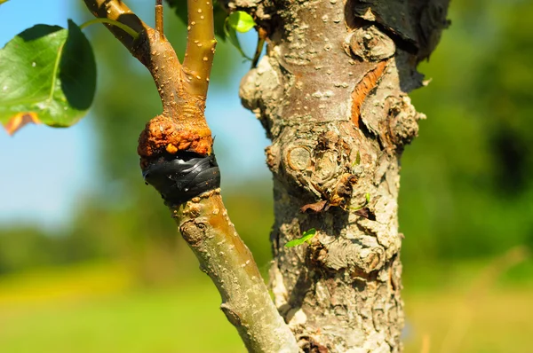 Cerca de injertar la rama del peral en verano. Jardín ecológico — Foto de Stock