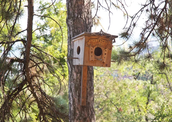 Mooie vogel huis op de pijnboom. — Stockfoto