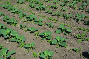 Genç lahana tohumları Açık Bahçe 'de büyüyor