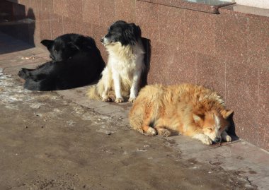 Üç Evsiz Köpek Kış Güneşi Altında