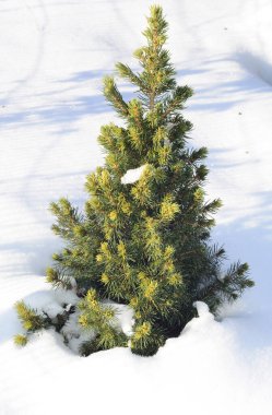 Cüce Alberta Spruce - Picea glauca Conica karla kaplı