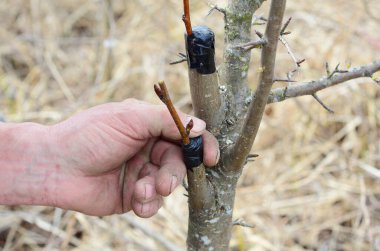 Ev bahçesinde meyve ağacı dikiyorum.
