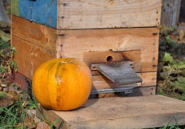 Honey Bees Swarming on their Beehive with Pumpkin in Autumn