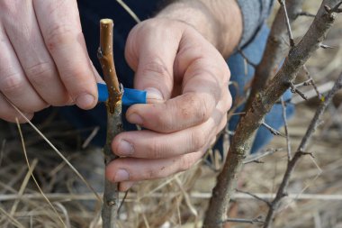 Bahçıvan greting meyve ağacı bant ile
