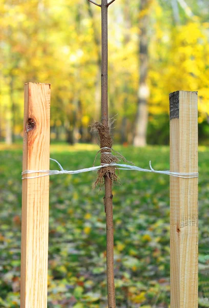 Cómo Plantar Árbol Correctamente Con Dos Estacas Plantando Árboles Otoño — Foto de Stock