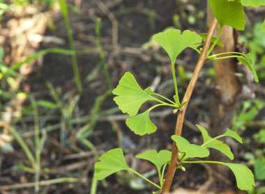  Yakın up ve Ginkgo Biloba yeşil yaprakları yumuşak odak