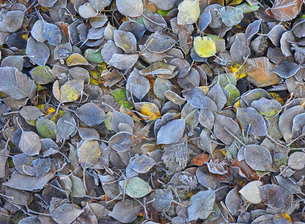 Hojas de otoño de colores helados. Cuando llega el invierno - Fondo con textura de primera helada —  Fotos de Stock