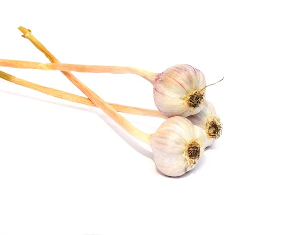 Selektivní zaměření na nové plodiny ekologického česnek (Allium sativum) žárovky, izolované na bílém pozadí — Stock fotografie