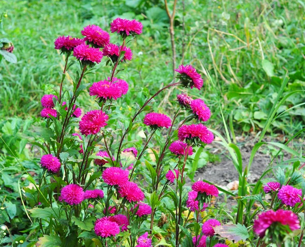 Belas Astros Rosa Jardim Verão — Fotografia de Stock