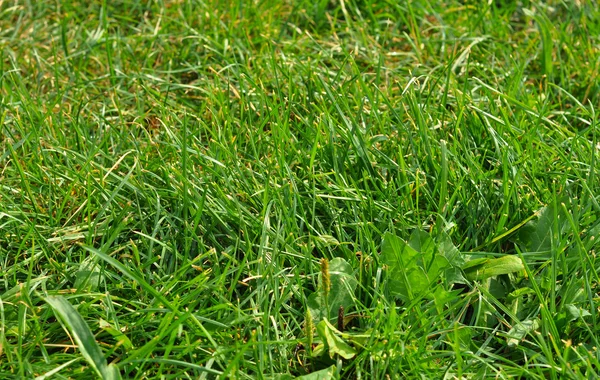 Fresh Thick Natural Grass Early Morning — Stock Photo, Image
