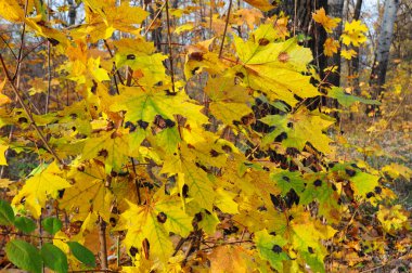 Tar siyah nokta en kolayca görünür ve kolay akçaağaç biridir hastalıkları teşhis etmek için.