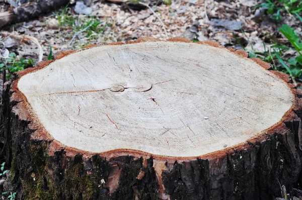 Entwaldungskonzept Und Wenn Ein Baum Einen Wald Fällt Der Für — Stockfoto