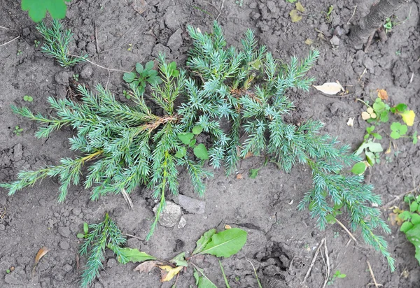 Замыкает Тройку Буш Голубые Фишки Juniperus Horizontalis Blue Chip Juniper — стоковое фото