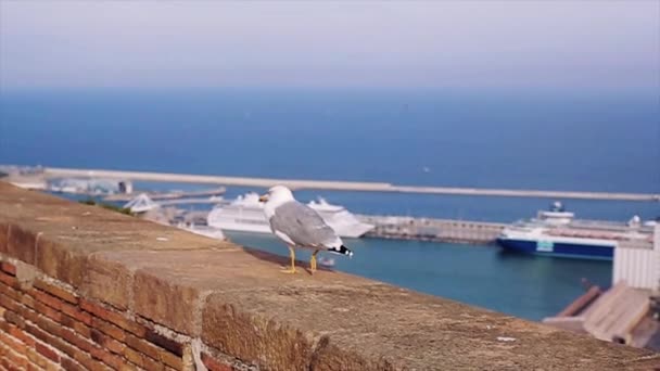 White and grey seagull walk on brick fence at cost of sea in Spain. Summer sunny day. Ships — Stock Video