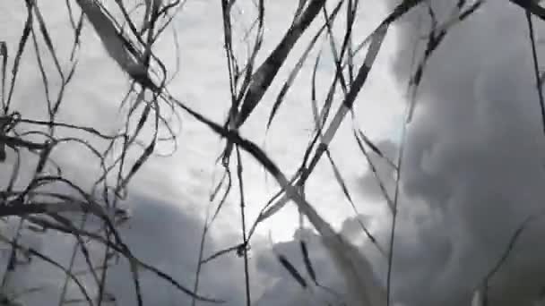 Black and white tapes sway from wind in summer day. Grey sky before heavy rain. Dark clouds — Stock Video