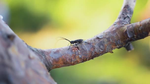 Vy över svarta bug med långa mustascher sitter på gren av träd. Solig sommardag. Insekt. Natur — Stockvideo