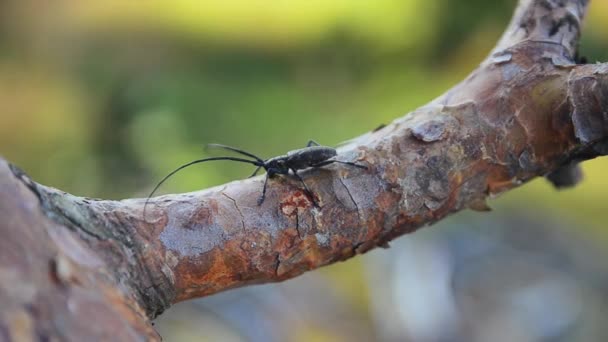 Pohled na černý brouk s dlouhou anténu na kůra stromu. Letní slunečný den. Hmyz. Příroda — Stock video