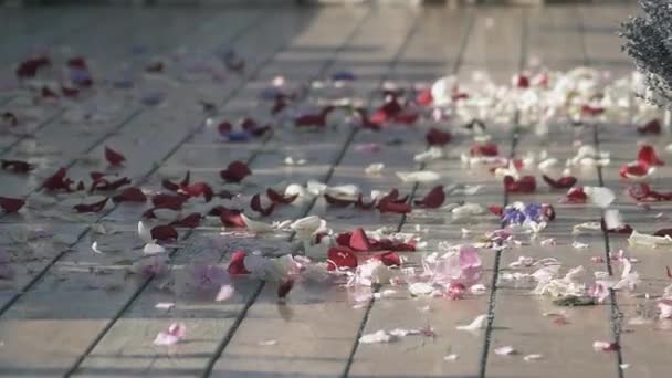 Le vent soulève de beaux pétales de fleurs de rose dans la rue. Blanc et rouge. Journée ensoleillée d'été. Nuances froides — Video