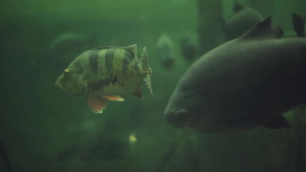 Muitos peixes bonitos grandes nadando em aquário enorme. Oceanário. Sealife. Profundidade. Calmo. — Vídeo de Stock