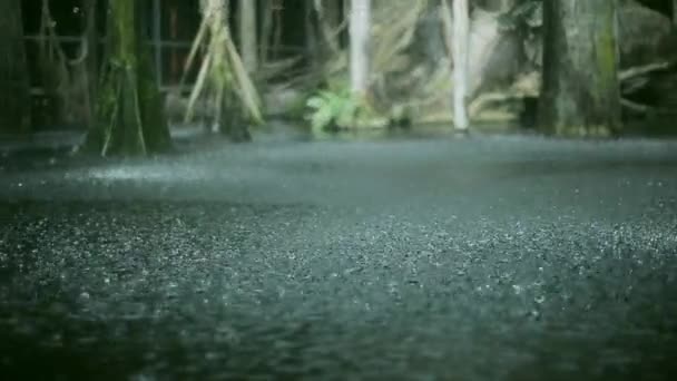 Vista a las gotas de lluvia aplastar en el suelo. Día de verano. Puddle. Vierte fuertes lluvias. Lluvias. Árbol tropical — Vídeo de stock