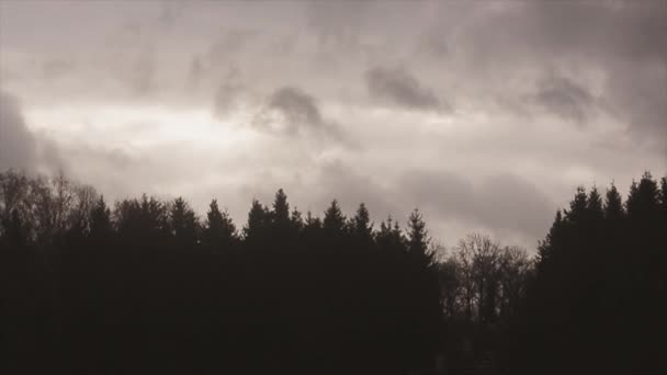 View of dark grey sky above forest in evening. Flying clouds. Nature. Landscape — Stock Video