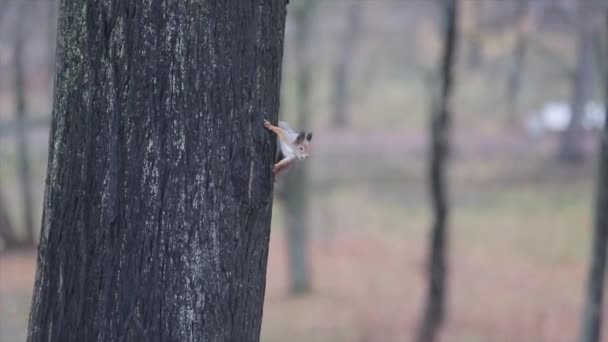 Vista de esquilo cinza com patas marrons e cauda fofa sentar no tronco de árvore na floresta. Alerta — Vídeo de Stock