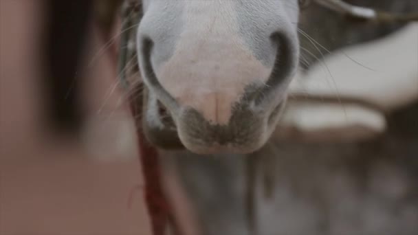 Boca y ojos de gris claro hermoso caballo en brida en la calle. Arnés. ¡Animal! Buenas noches. . — Vídeo de stock