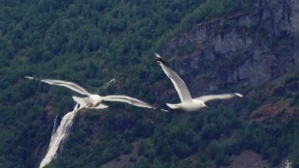 Vue des mouettes blanches s'élevant au-dessus de l'eau au port dans les montagnes verdoyantes. Bateau de croisière blanc. Été — Video