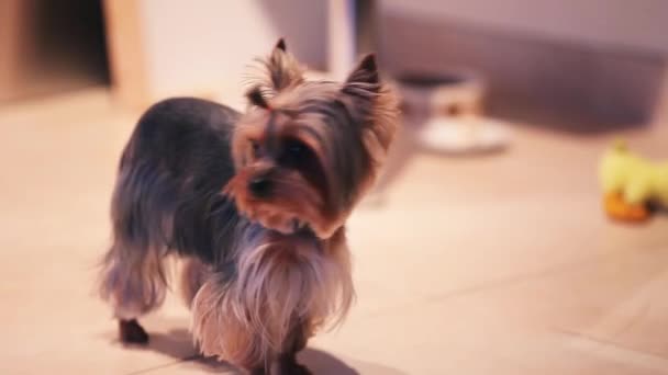 Kleiner yorkshire terrier auf dem boden des hauses. Blick in die Kamera. Hund. kleiner Schwanz durch Gummizug gebunden — Stockvideo