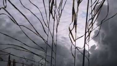 Siyah ve sarı bantlar yaz günde rüzgarda sway. Festivali. Şiddetli yağmur önce gri cloudness gökyüzü