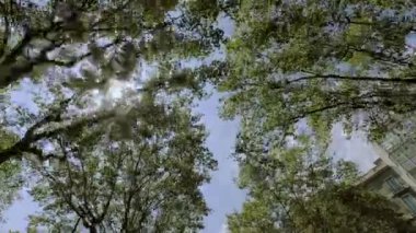 Güneş ışınları road, yeşil ağaçlar, görüntüleyin. Şehirde yaz güneşli gün. Mimarisi. Hareketi
