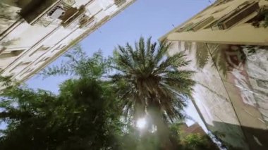 Yeşil ağaçların güneş ışınları, görüntüleyin. Palmiye ağacı. Şehirde yaz güneşli gün. Mimarisi. Doğa